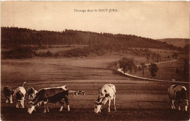 Carte postale ancienne Paturage dans le Haut Jura