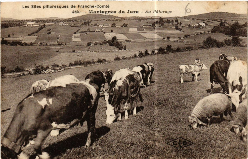 Carte postale ancienne Montagnes du Jura Au Paturage
