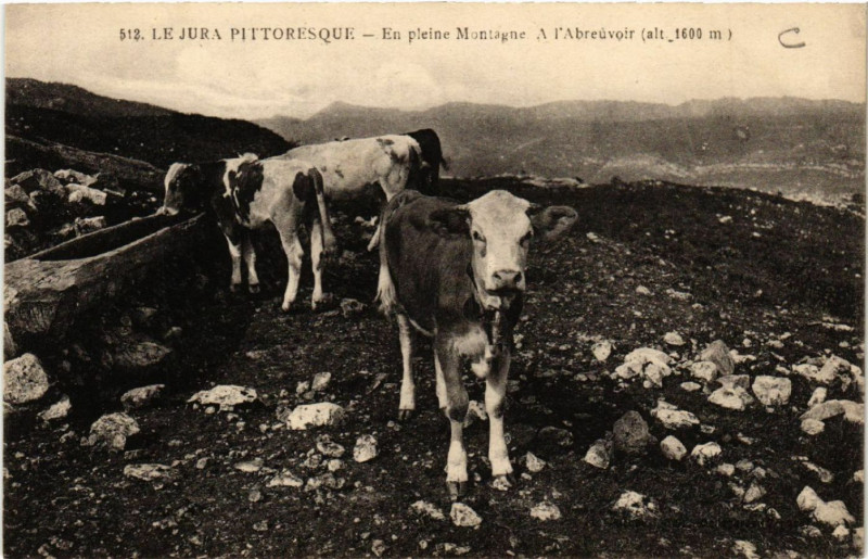 Carte postale ancienne En pleine Montagne A l'Abreuvoir