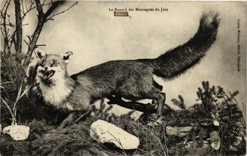Carte postale ancienne Le RENARDdes Montagnes du Jura