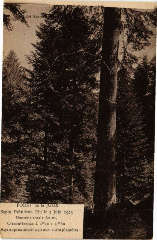 Carte postale ancienne Foret de la Joux - Sapin PRESident