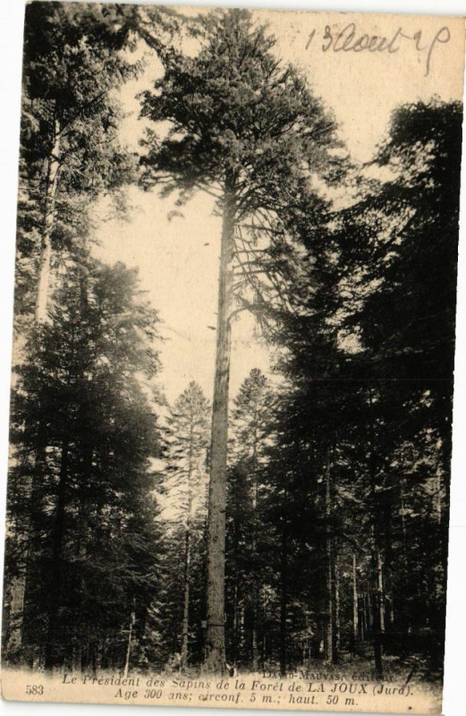 Carte postale ancienne Foret de la Joux - PRESident des Sapins