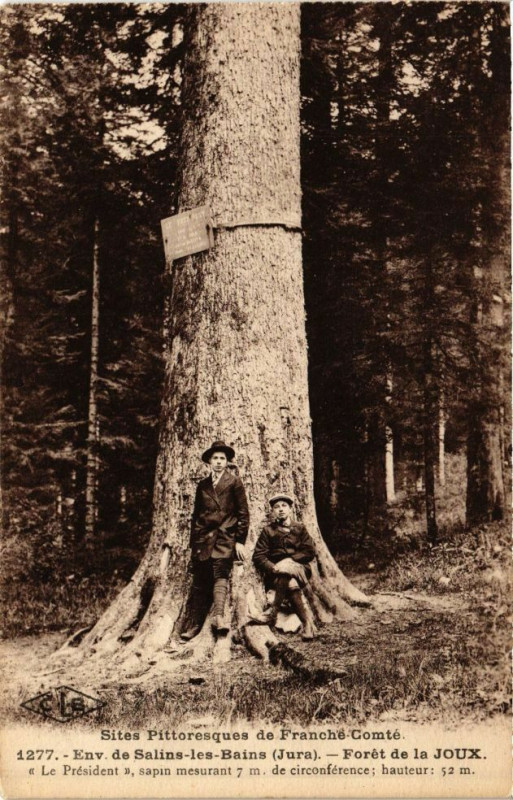 Carte postale ancienne Foret de la Joux -