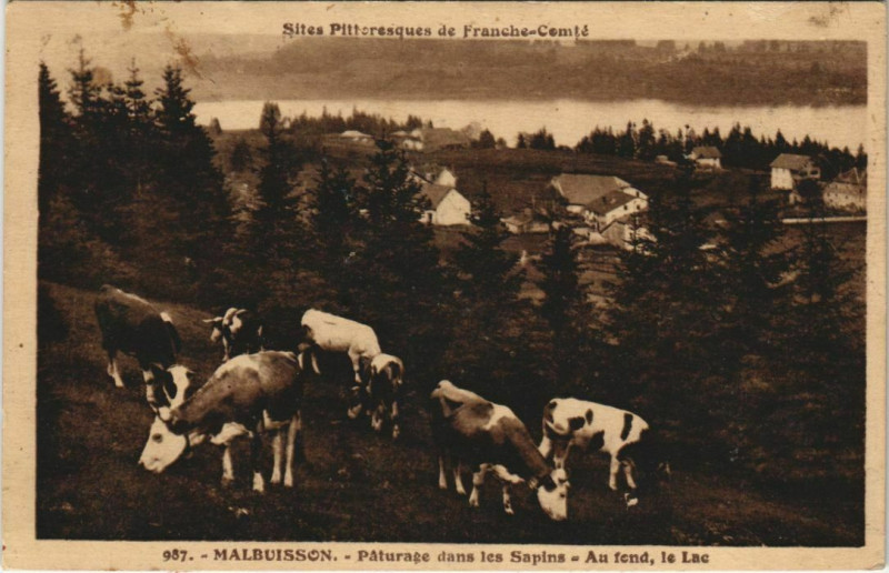 Carte postale ancienne Malbuisson - Paturage dans les Sapins - Au fond le Lac à Malbuisson
