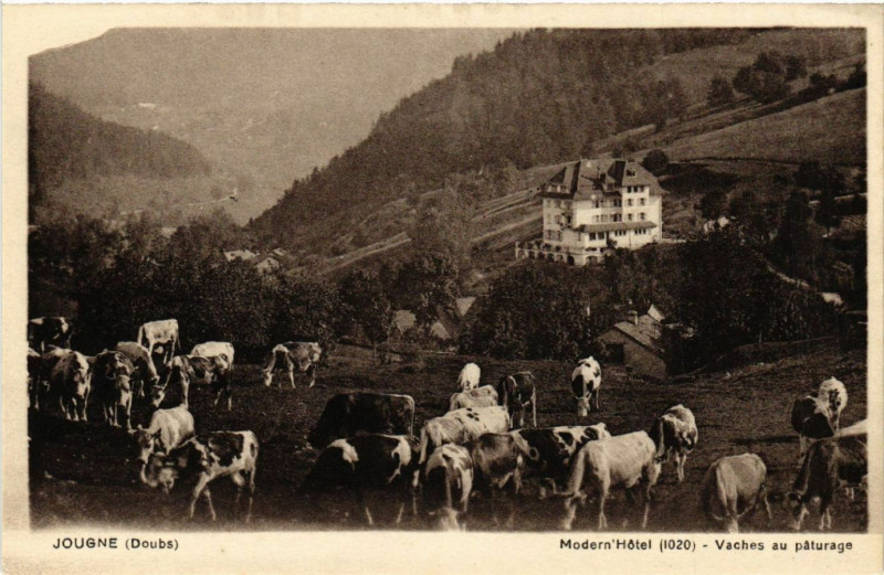Carte postale ancienne Jougne - Modern Hotel - Vaches au paturage à Jougne