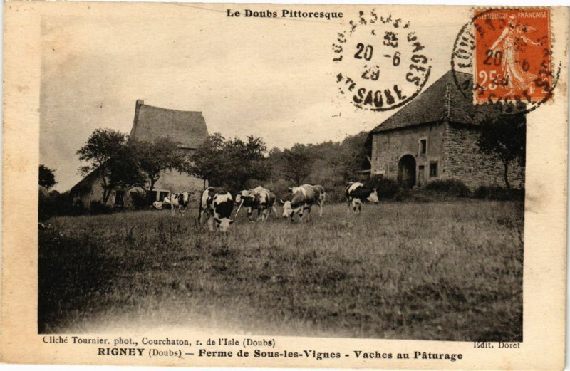 Carte postale ancienne Rigney - Ferme de Sous-les-Vignes - Vaches au Paturage à Rigney