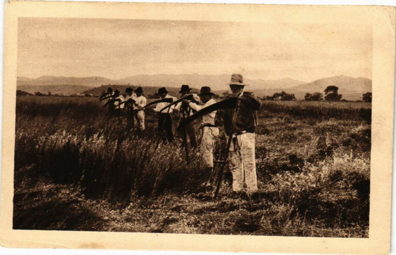 Carte postale ancienne La récolte