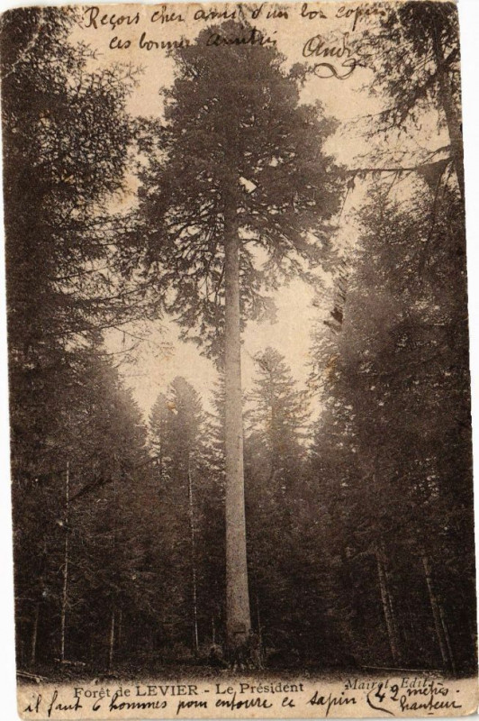Carte postale ancienne Forét de Levier - Le Présedent à Levier