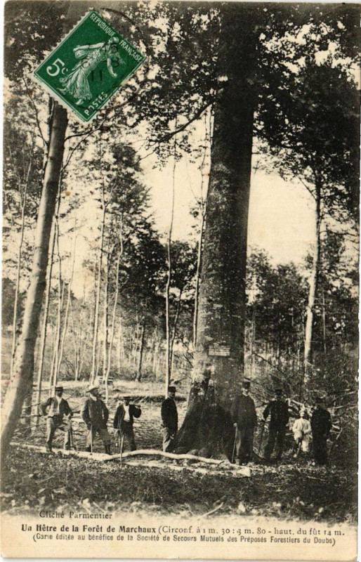 Carte postale ancienne Un Hétre de la Forét de Marchaux (Circorf a 1 m 30 5 m 80 haut...