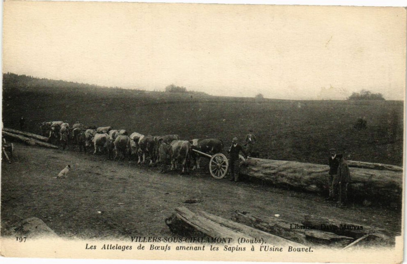 Carte postale ancienne Villers-Sous-Chalamont - Les Attelages de Boeufs à Villers-sous-Chalamont