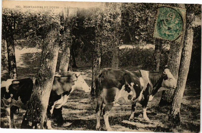 Carte postale ancienne Montagnes du Doubs - A L'Ombre à Doubs