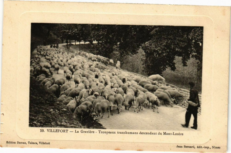 Carte postale ancienne Villefort-Graviere-Troupeaux transhumans descendant du Mont-Lozere à Villefort