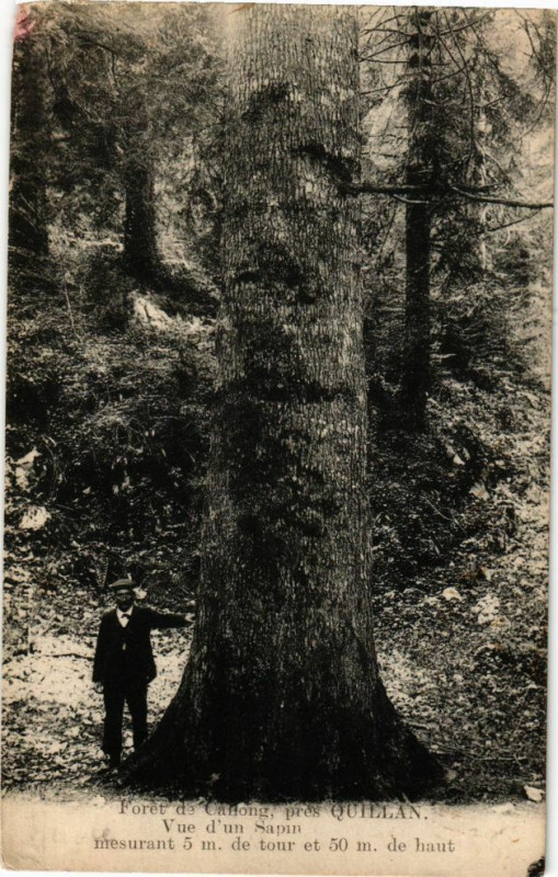 Carte postale ancienne Forét de Callong prés Quillan-Vue d'un Sapin à Quillan