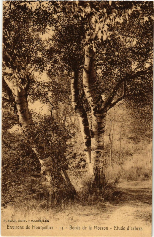 Carte postale ancienne Environs de Montpellier - Bords de la Mosson - Etude d'arbres à Montpellier