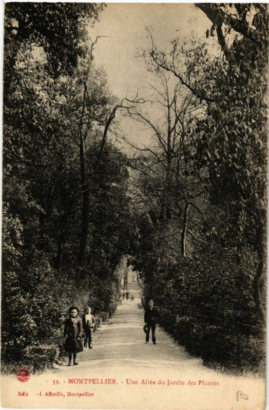 Carte postale ancienne Montpellier - Une Allée du Jardin des Plantes à Montpellier