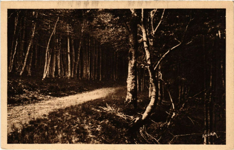 Carte postale ancienne Mont-Aigoual - Route en forét
