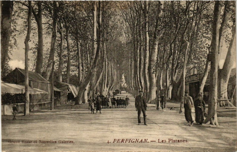Carte postale ancienne Perpignan Les Platanes à Perpignan