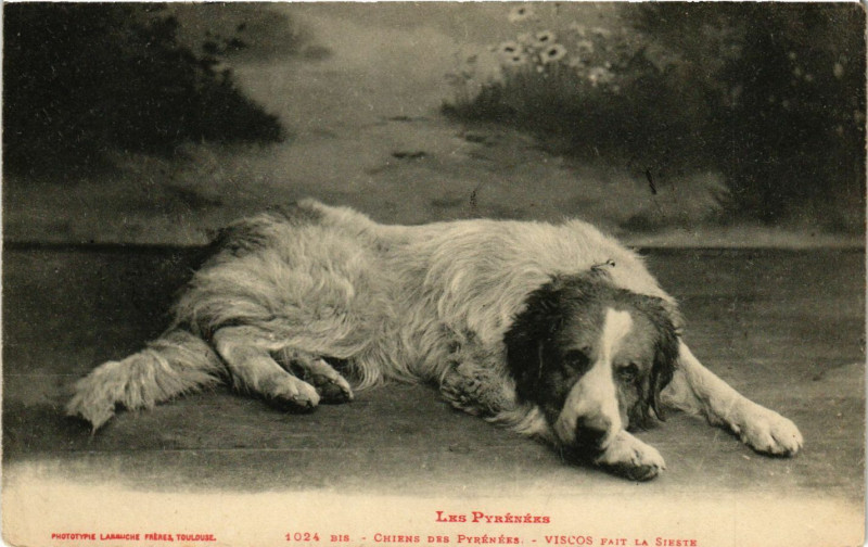 Carte postale ancienne Les Pyrénées - Chiems des Pyrénées - Viscos Pait la Steste à Py