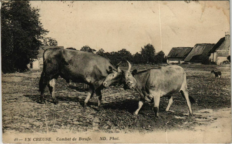 Carte postale ancienne En Creuse Combat de Boeufs France