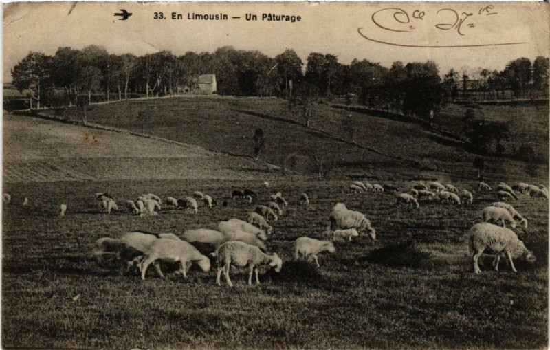 Carte postale ancienne En Limousin - Un Paturage