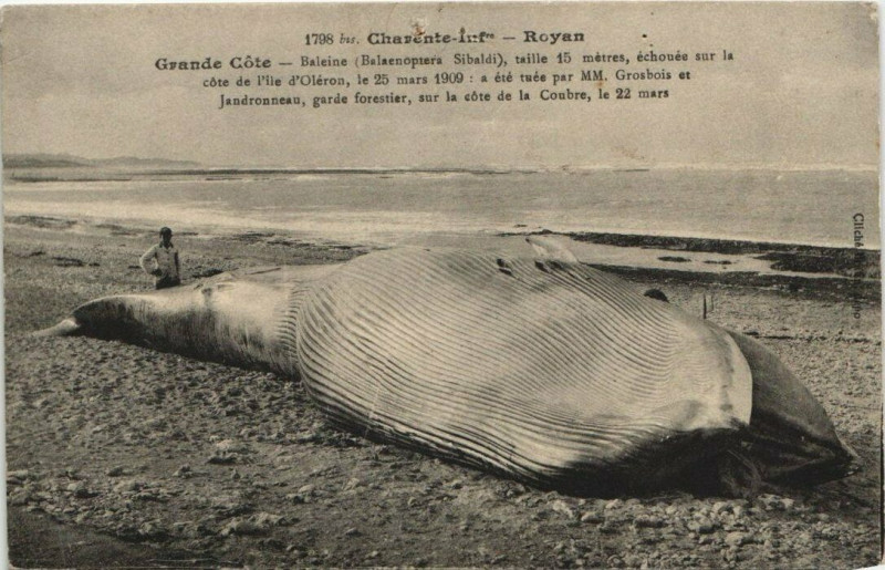 Carte postale ancienne Royan Grande Cote - Baleine échouée en 1909 taille de 15m à Royan
