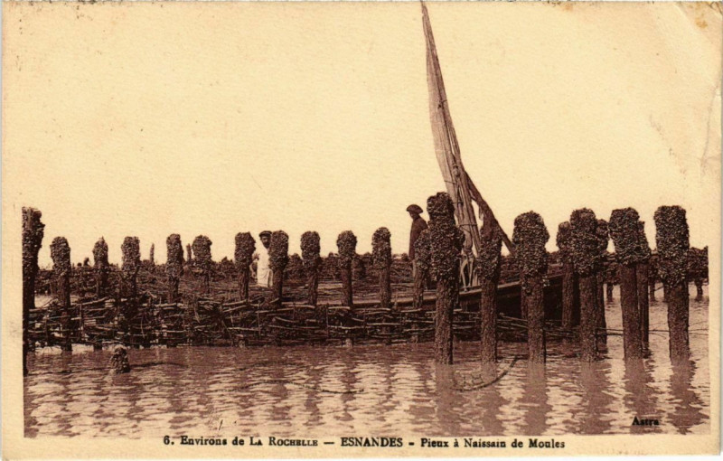 Carte postale ancienne Environs de La Rochelle - Esnandes - Pieux a Naissain de Moules à Esnandes