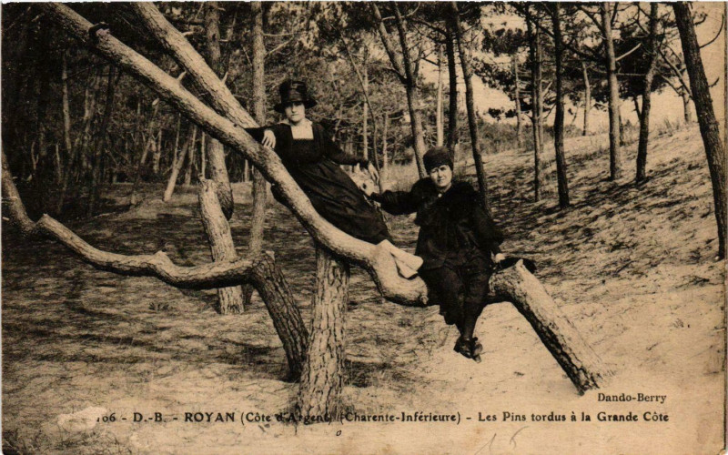 Carte postale ancienne Royan (Coté d'Argent) (Charente-Inférieure) - Les Pins tordus a à Royan