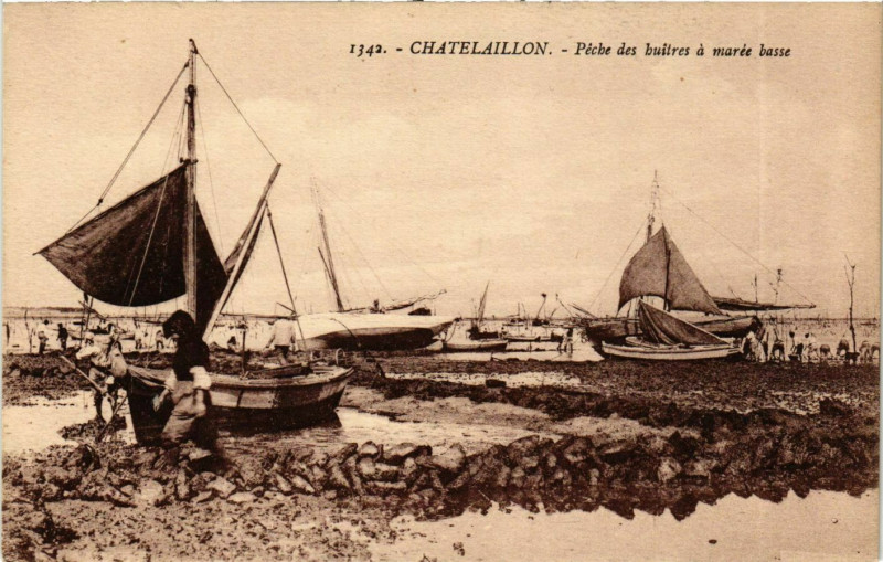 Carte postale ancienne Chatelaillon - Péche des buitres a marée basse
