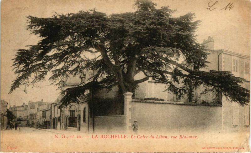 Carte postale ancienne La Rochelle - Le Cedre du Liban rue Réaumur à La Rochelle