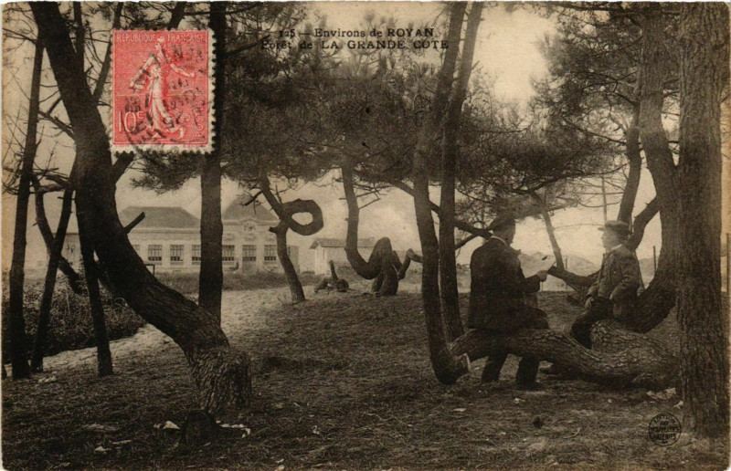 Carte postale ancienne Environs de Royan - Foret de La Grande Cote à Royan