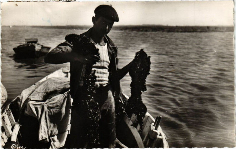 Carte postale ancienne La Charente Maritime - Naissains de Moules