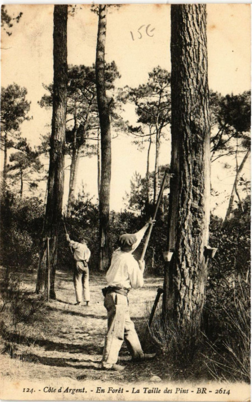 Carte postale ancienne Cote d'Argent - En Foret - La Taille des Pins