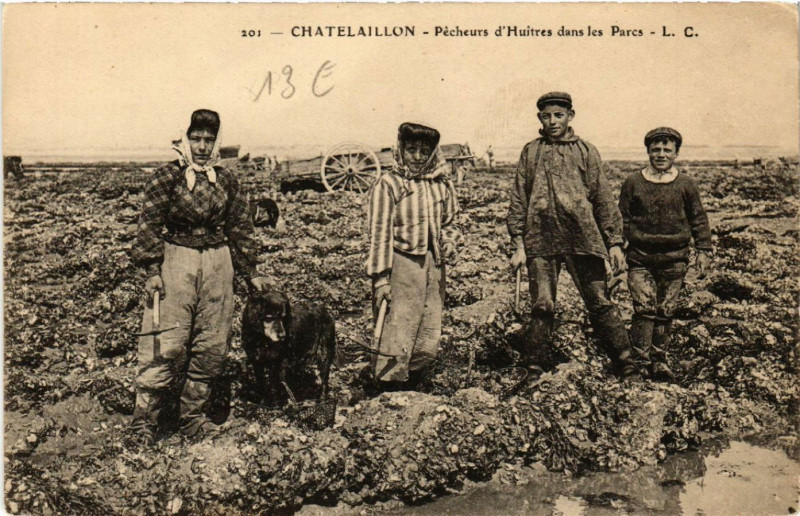 Carte postale ancienne Chatelaillon - Pecheurs d'Huitres dans les Parcs