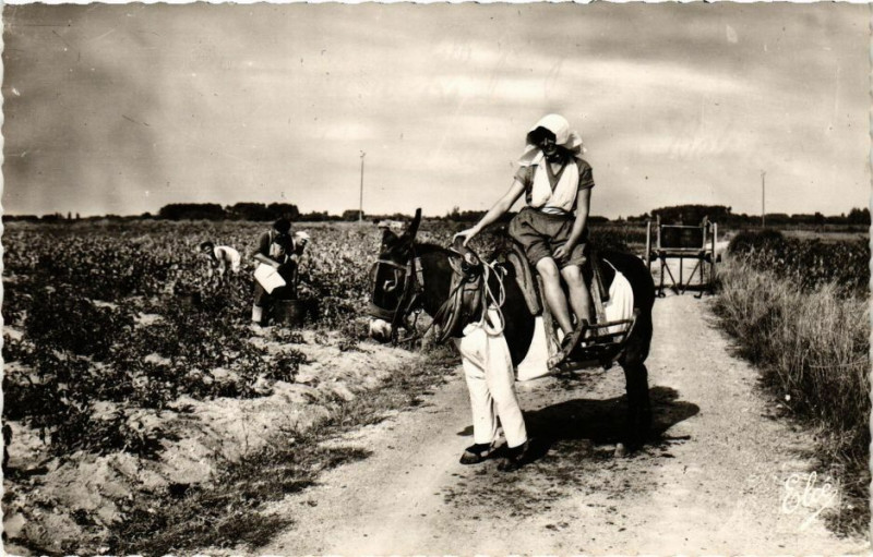 Carte postale ancienne Ile-de-Re - L'Ane en Culottes