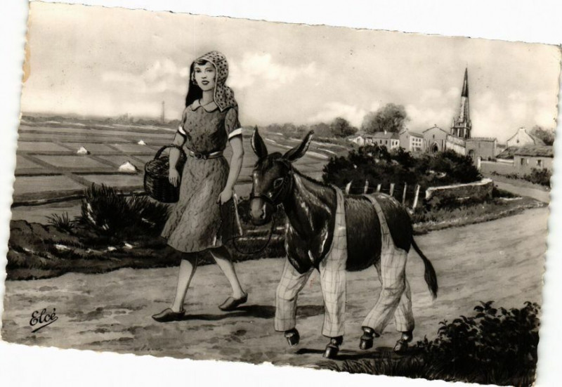 Carte postale ancienne Ile-de-Re L'Ane en Culottes