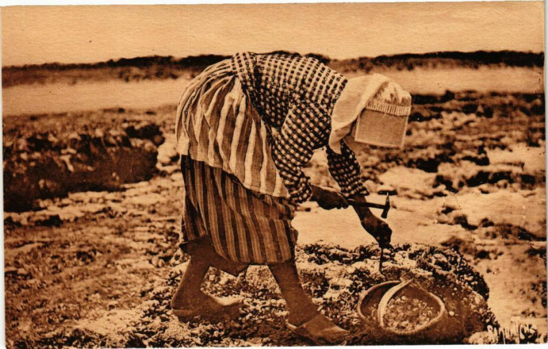 Carte postale ancienne Pécheuses d'huitres