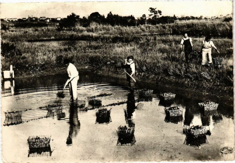 Carte postale ancienne L'Ostréiculture en Charente-Maritime - La Péche en Claires