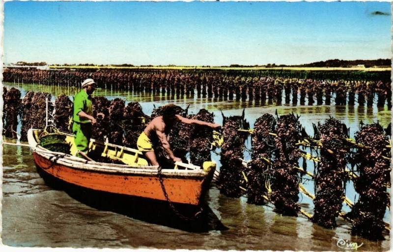 Carte postale ancienne La Myticulturen en Charente-Maritime - Chatelaillon