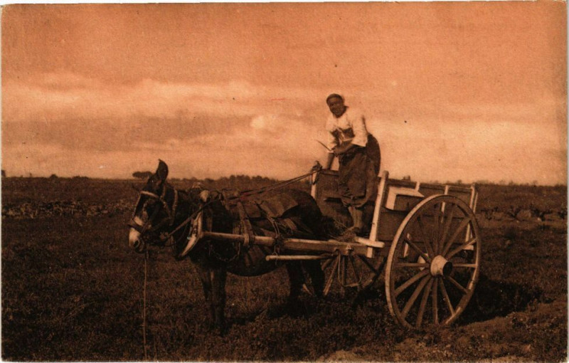 Carte postale ancienne Ile-de-Re - Retour des champs