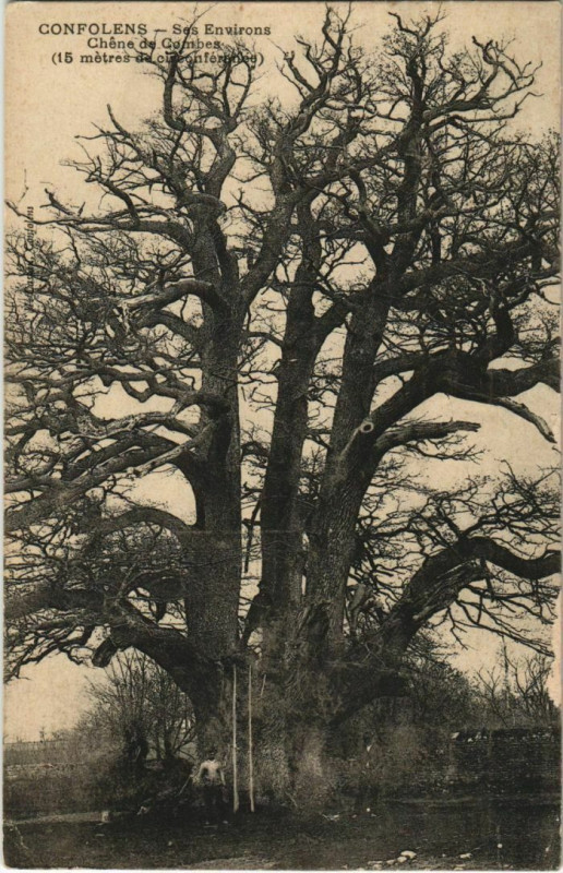 Carte postale ancienne Confolens Chene de Combes France à Confolens