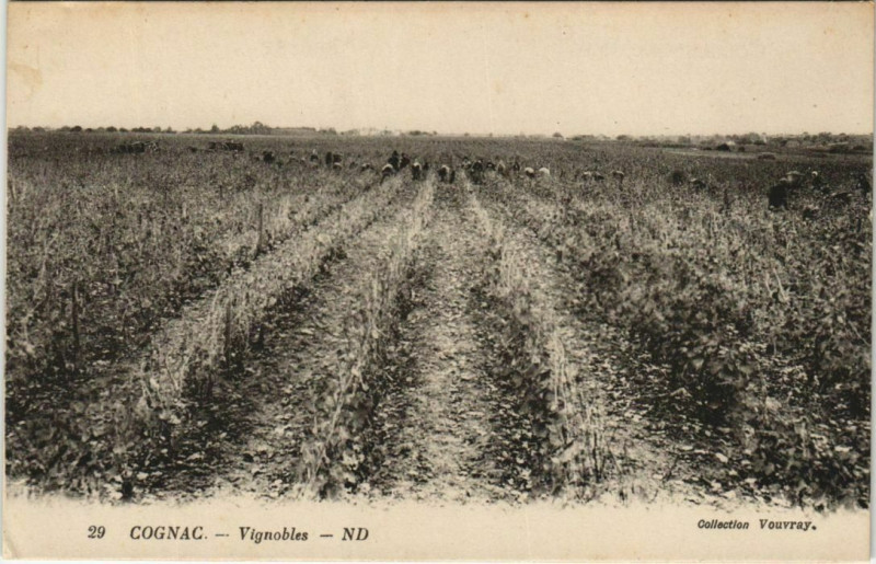 Carte postale ancienne Cognac- Vignobles France à Cognac