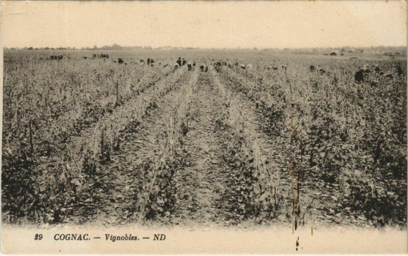 Carte postale ancienne Cognac- Vignobles France à Cognac