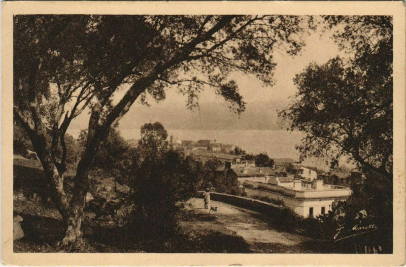 Carte postale ancienne Ajaccio A travers les Oliviers Corsica à Ajaccio