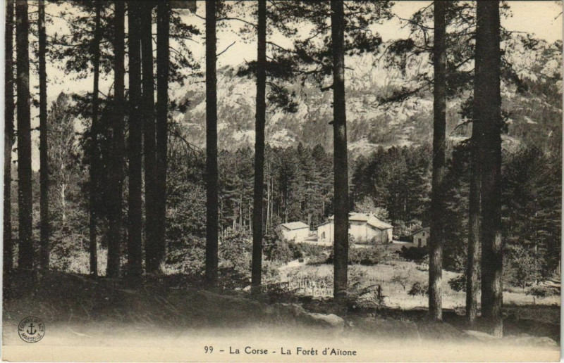 Carte postale ancienne La Foret d'Aitone Corsica - Corse