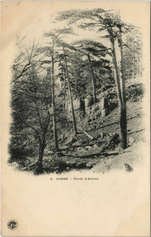 Carte postale ancienne Foret d'Aitone Corsica - Corse