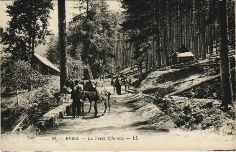 Carte postale ancienne Evisa - La Foret d'Aitone Corsica - Corse à Évisa