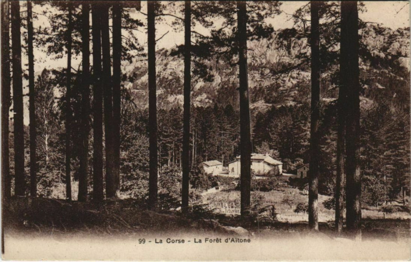 Carte postale ancienne Corse La Foret d'Aitone