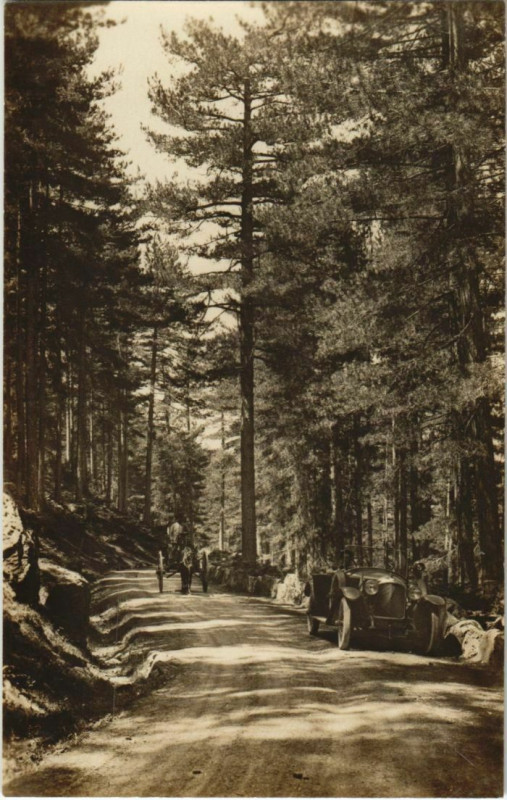 Carte postale ancienne Corte Route et Foret de Valdoniello Corsica à Corte