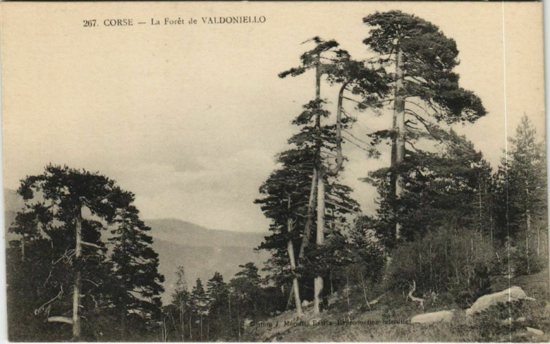 Carte postale ancienne La Foret de Valdoniello Corsica - Corse