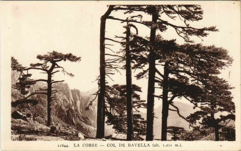 Carte postale ancienne Col de Bavella Corsica - Corse